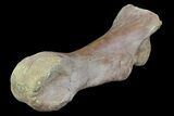 Huge, Hadrosaur Toe Bone - Aguja Formation, Texas #76759-2